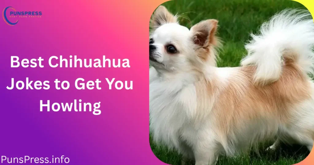 Best Chihuahua Jokes to Get You Howling