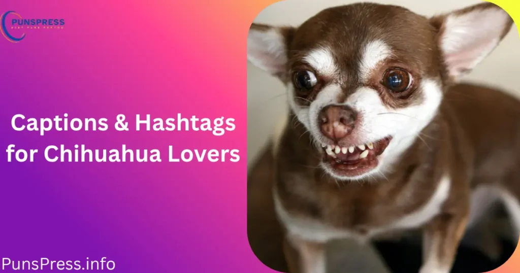 Captions & Hashtags for Chihuahua Lovers