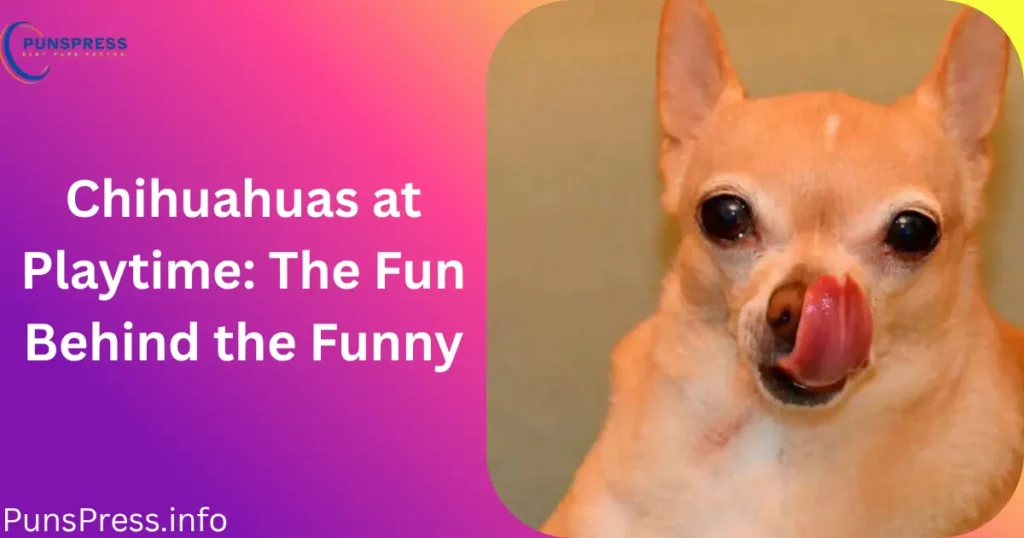 Chihuahuas at Playtime The Fun Behind the Funny