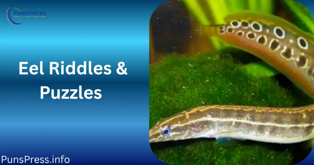 Eel Riddles & Puzzles