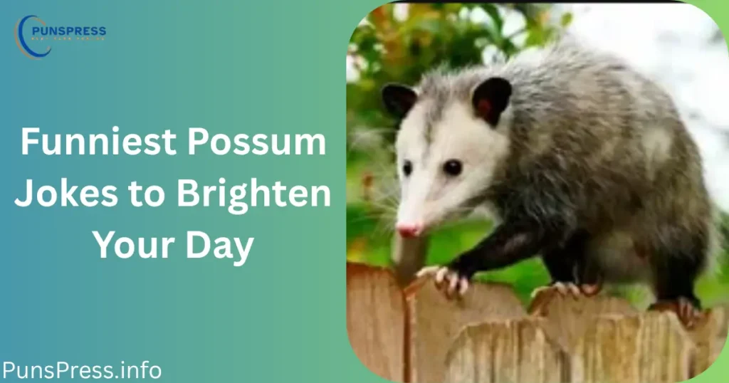 Funniest Possum Jokes to Brighten Your Day