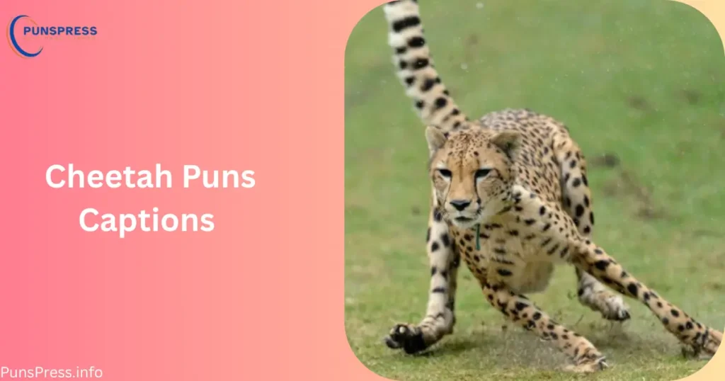Cheetah Puns Captions