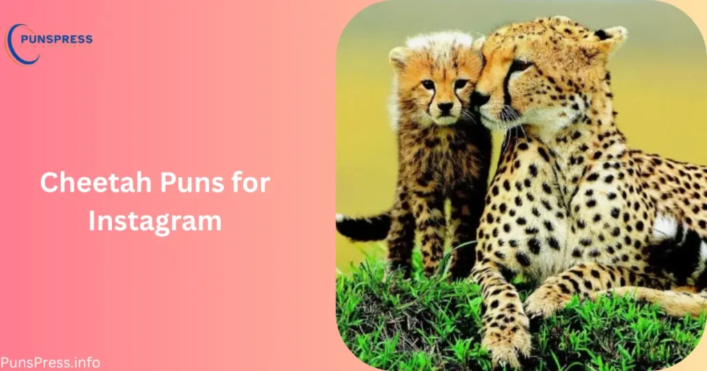 Cheetah Puns for Instagram