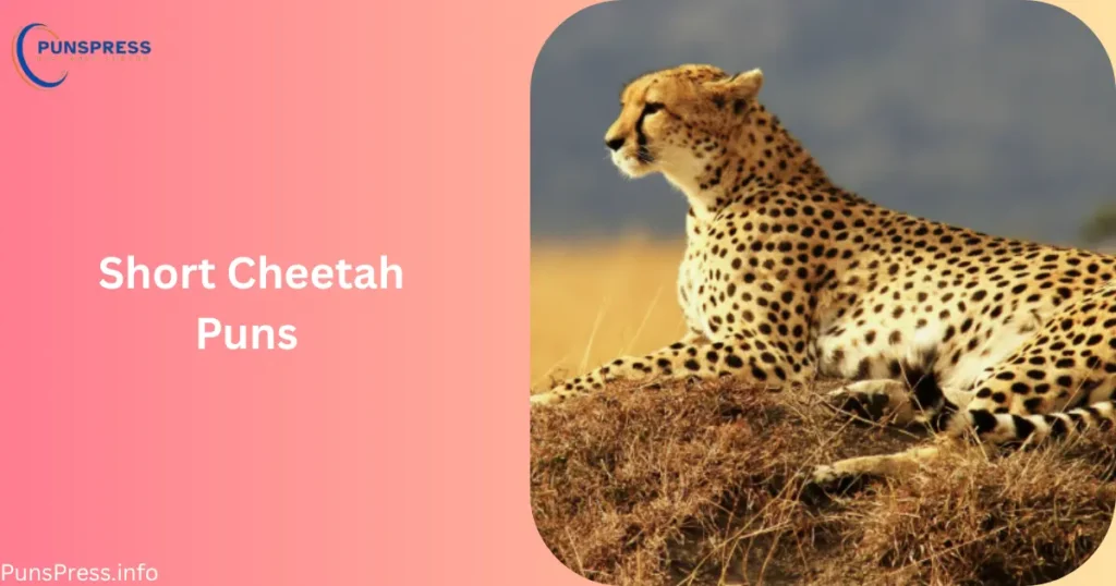 Short Cheetah Puns