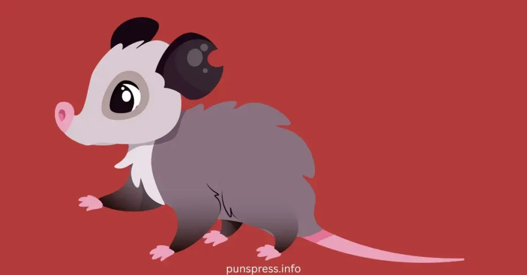Possum Jokes for Kids