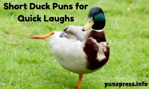 Short Duck Puns for Quick Laughs
