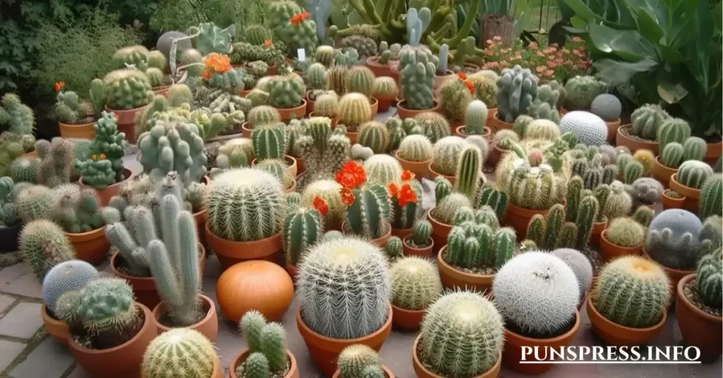 ๐ฅฐ Cute Cactus Puns for Someone You Like