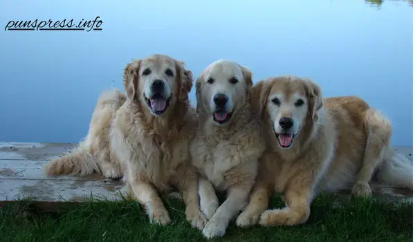 Friendship Dog Puns